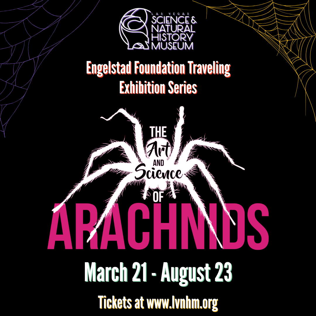 Web of Wonder: The Arachnid Exhibit at the Las Vegas Science &amp; Natural History Museum